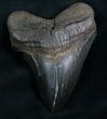 Nice Megalodon Tooth - Serrated #8311-1